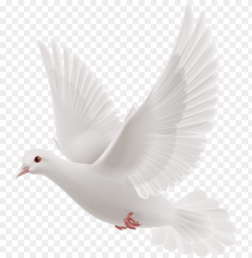 white dove, peace dove, dove, dove clipart, dove logo, dove cameron