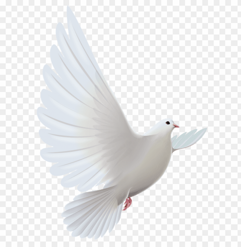 birds png ,bird