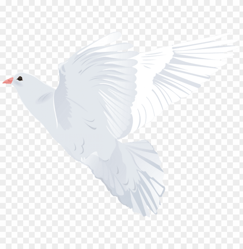 birds png ,bird