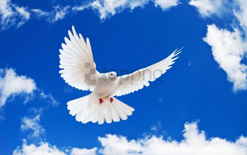 white dove, flying bird, blue sky, cloud patterns, bird wings, nature photography, wildlife