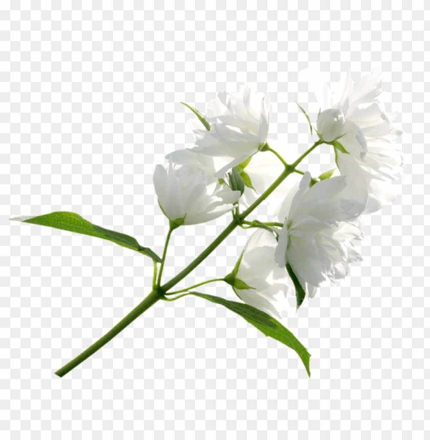 white flower