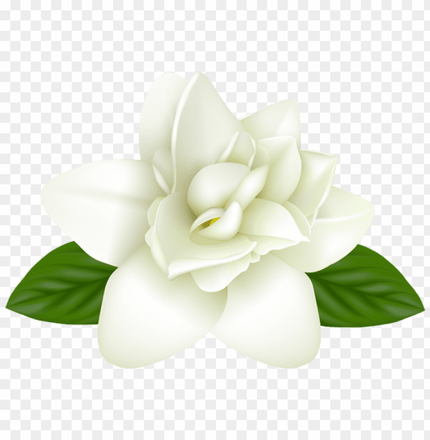 white flower