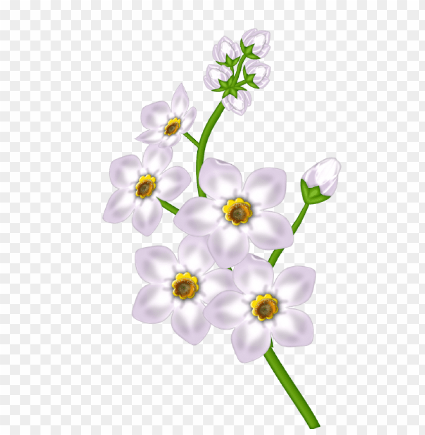 white flower transparent