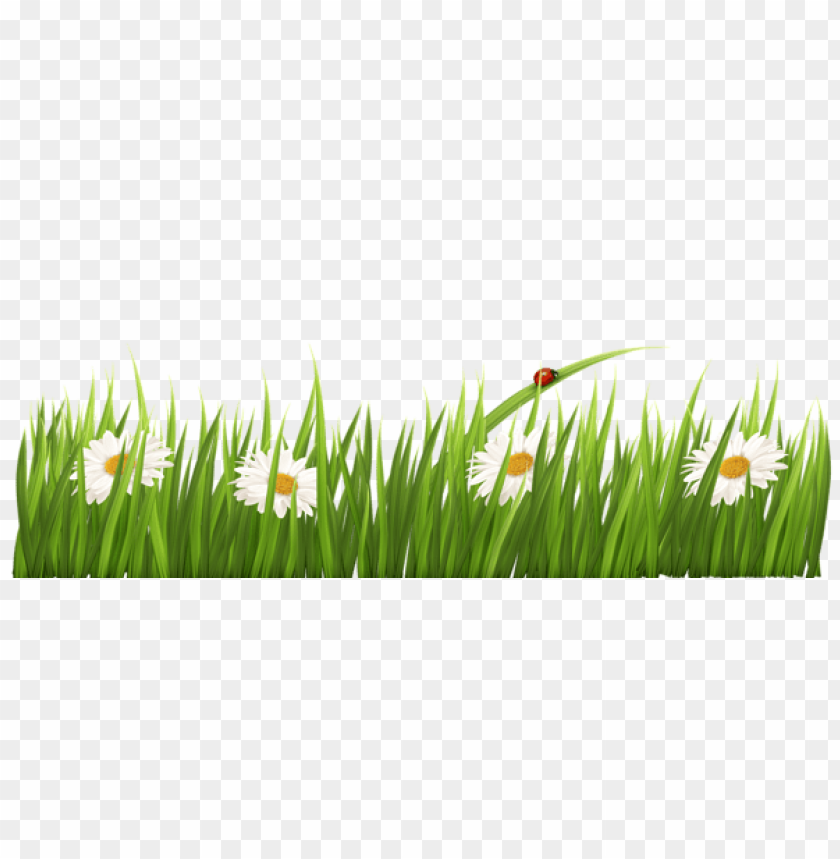 grass ,grounds ,coverings ,herb , grass , weed , pasture 