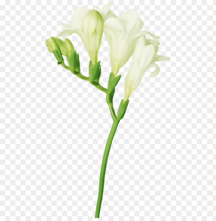 white freesia