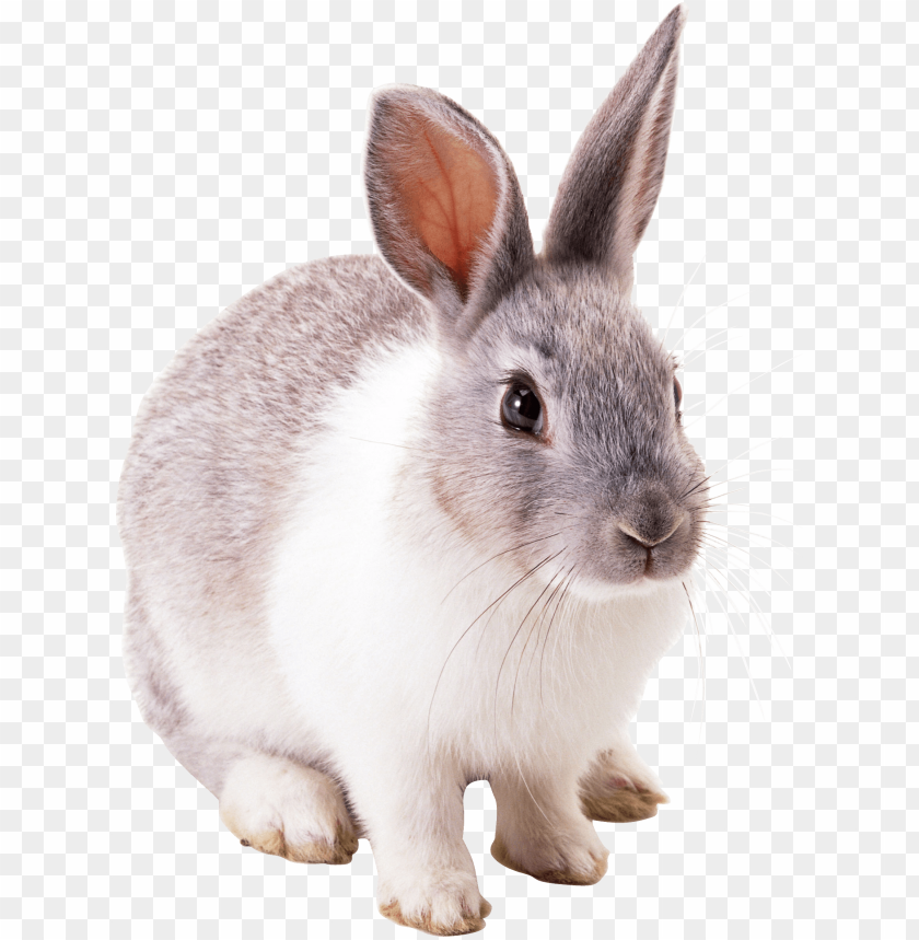 
rabbit
, 
cute
, 
brown
, 
white
, 
fur
, 
friendly
, 
pet
