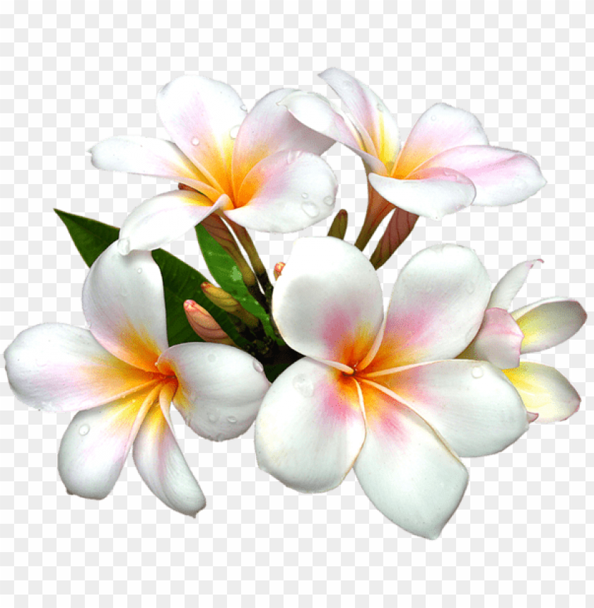 white large png flower