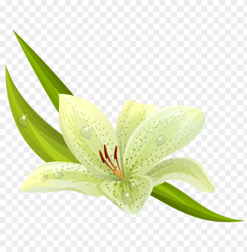 white lilium