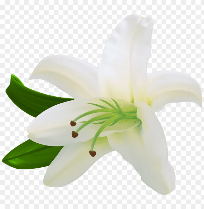 white lilium transparent