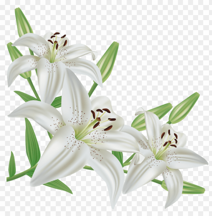 white liliumpicture