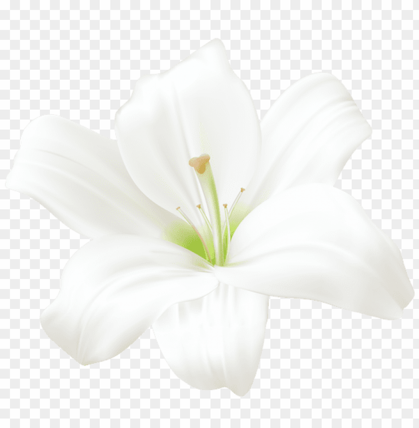 white lily