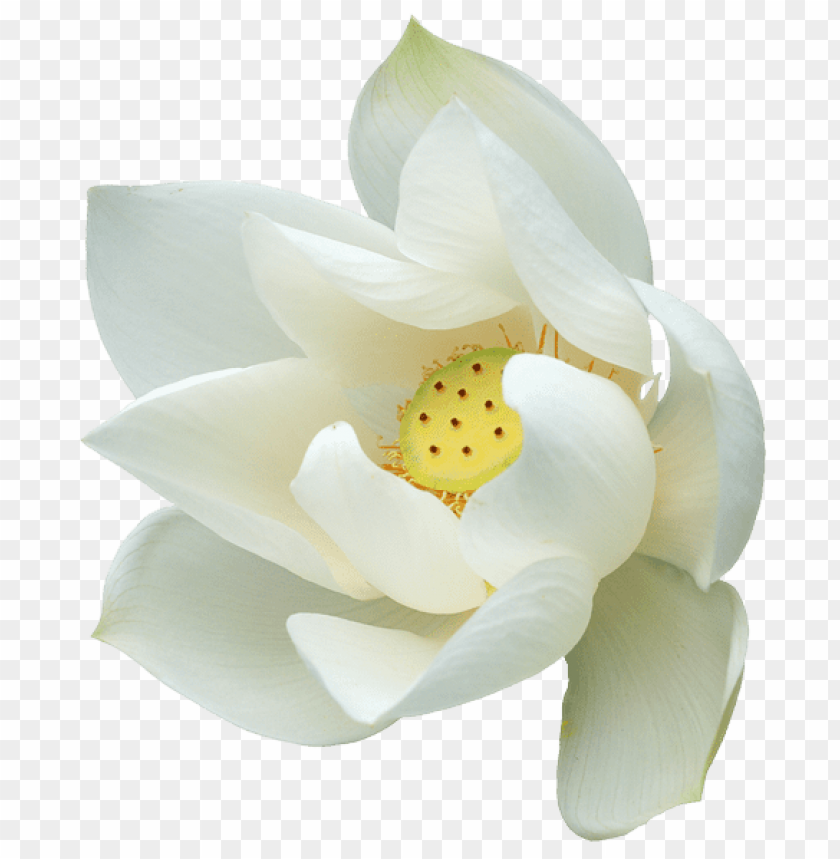 white lotus