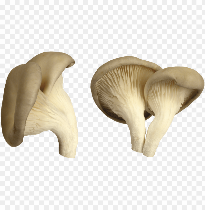 
mushroom
, 
eatable
, 
poisnous
, 
shroom
, 
brown
, 
white
