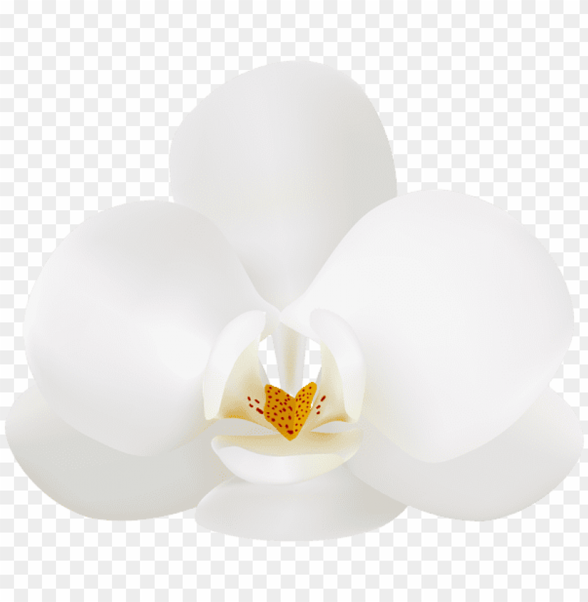 white orchid