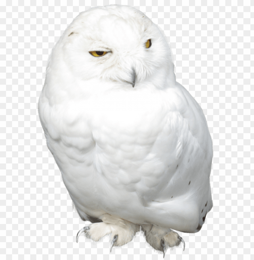 birds png ,bird