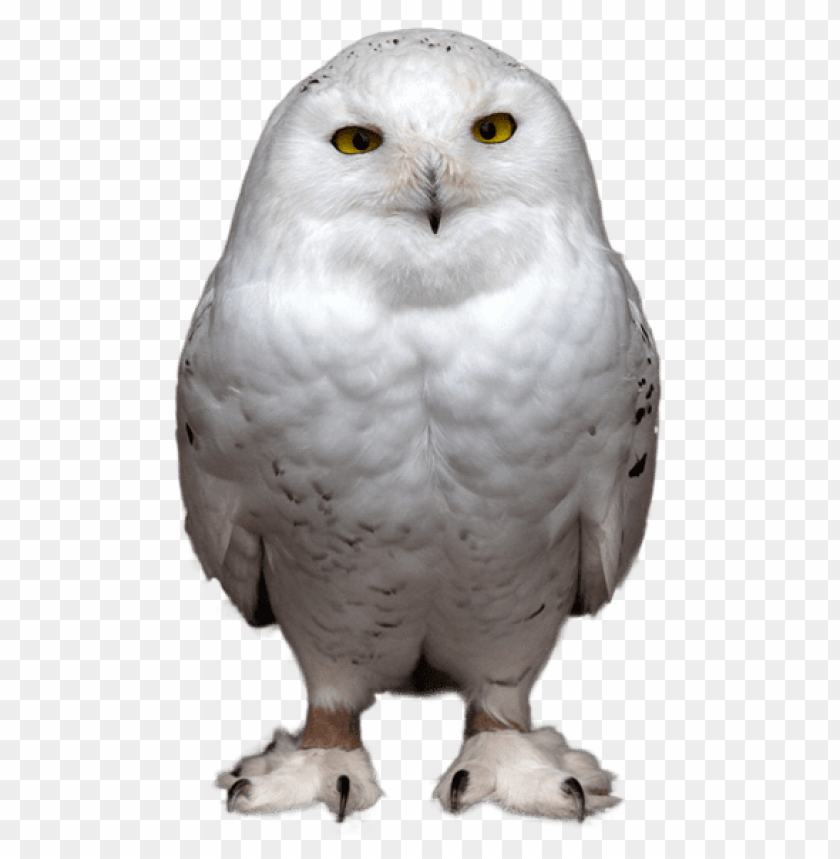 birds png ,bird