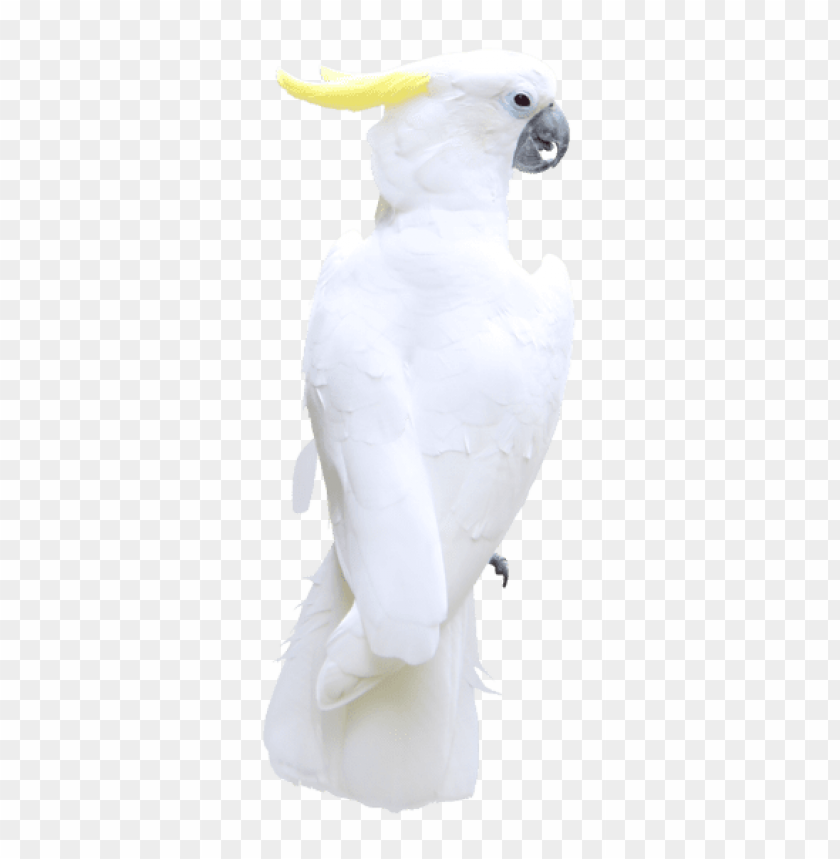 birds png ,bird