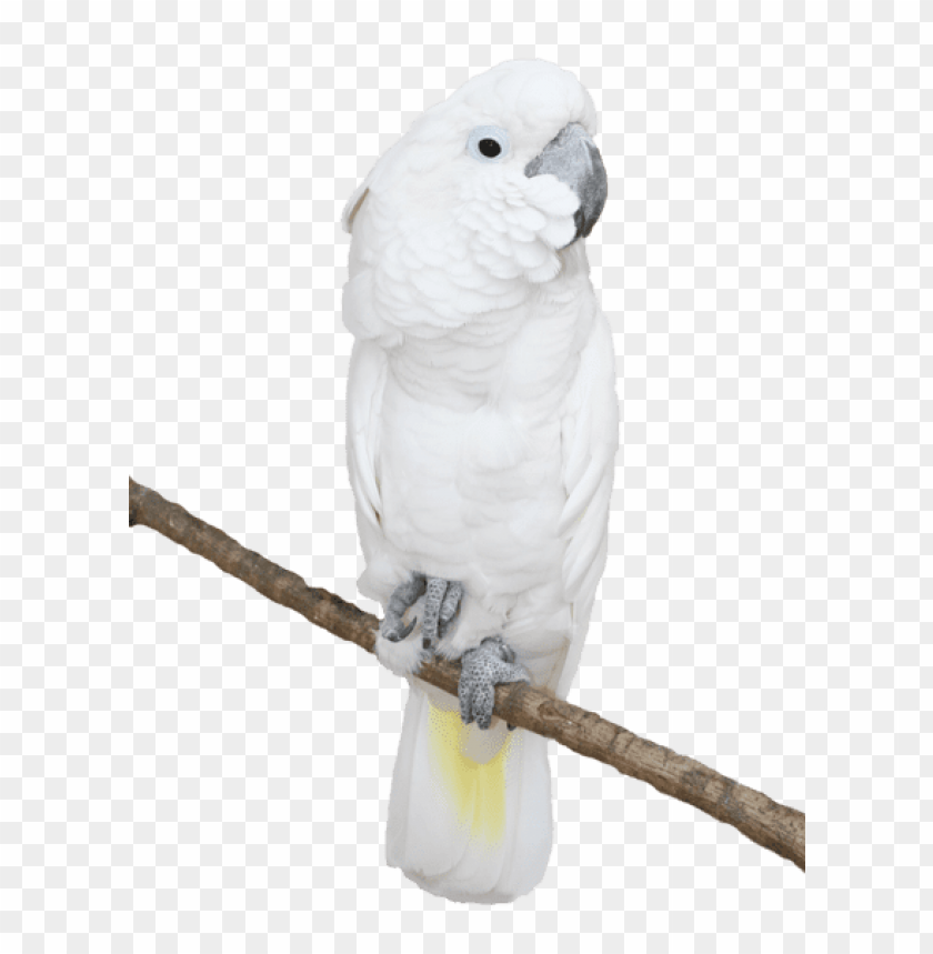 birds png ,bird