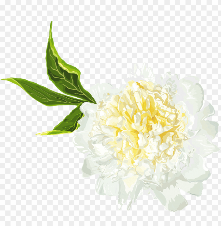 white peony