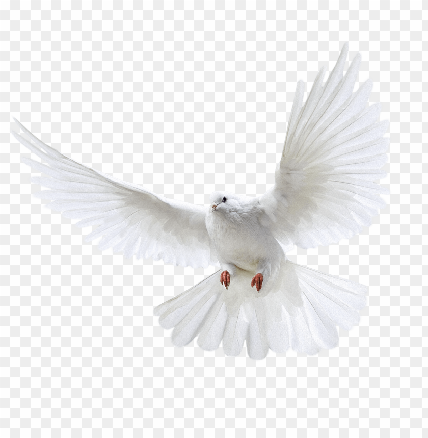 Birds,Doves,White Birds,Symbol of Peace,Wildlife