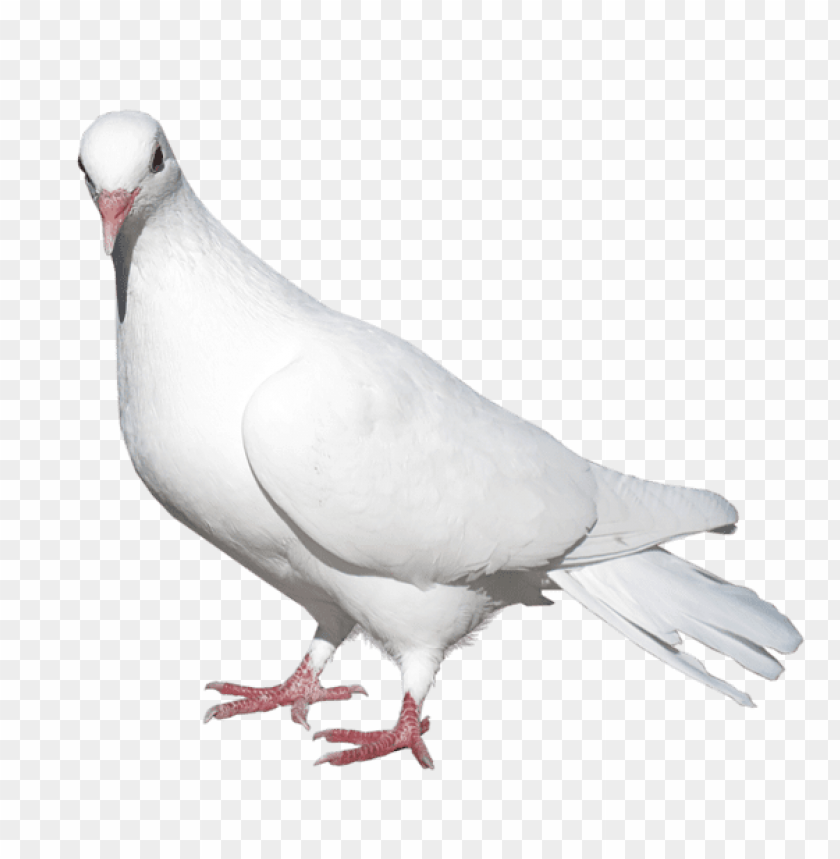 birds png ,bird