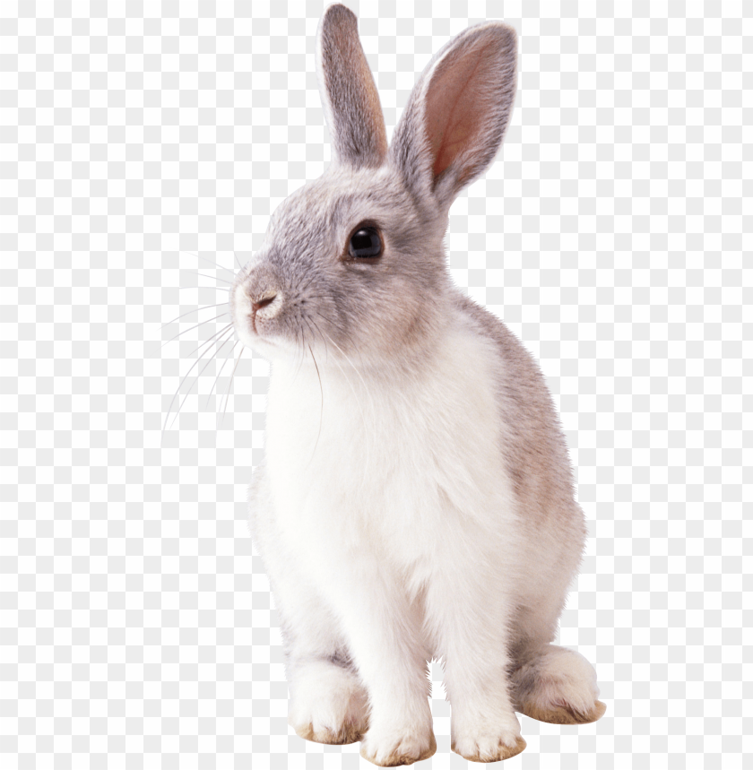 
rabbit
, 
cute
, 
brown
, 
white
, 
fur
, 
friendly
, 
pet
