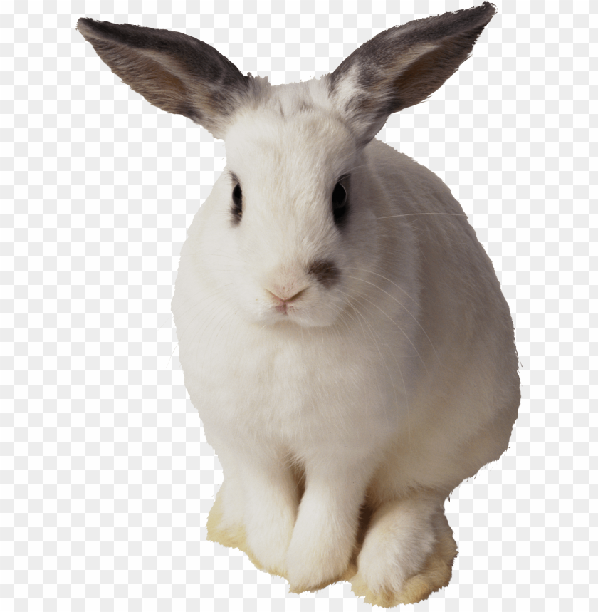 
rabbit
, 
cute
, 
brown
, 
white
, 
fur
, 
friendly
, 
pet
