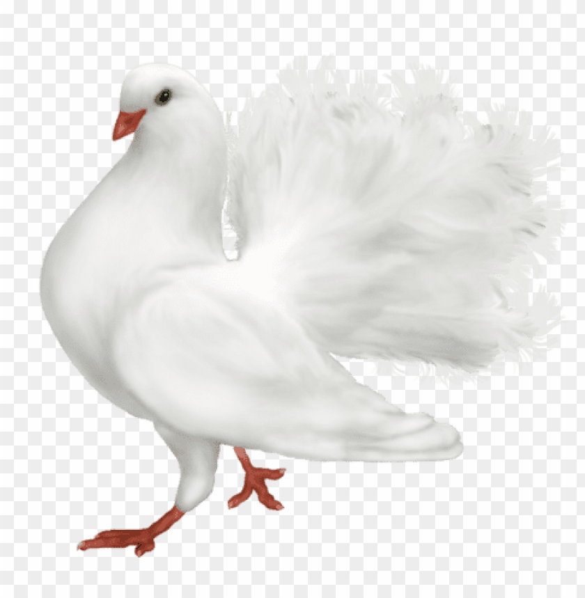 birds png ,bird