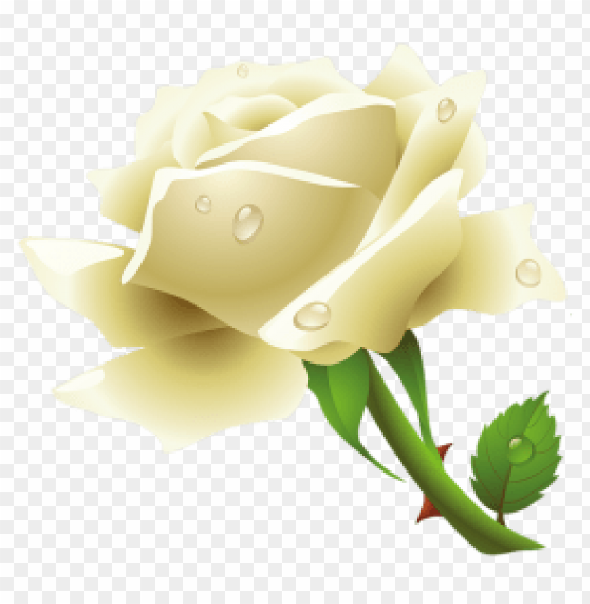 white rose,وردة بيضاء