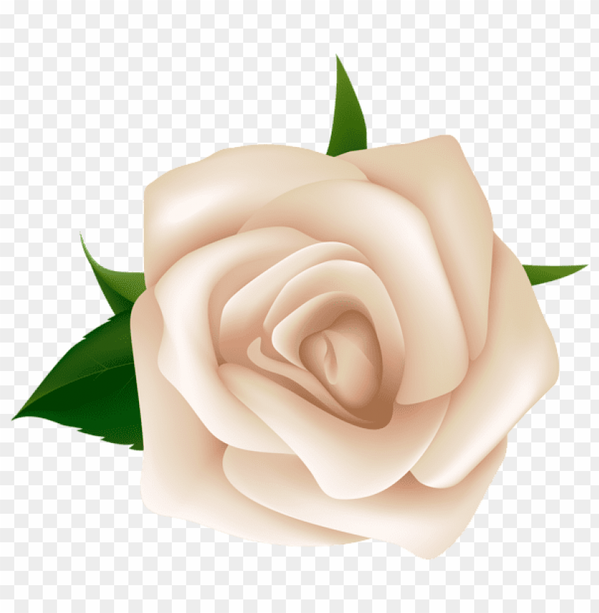 white rose