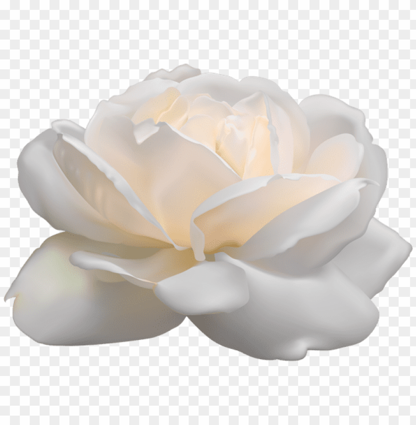 white rose