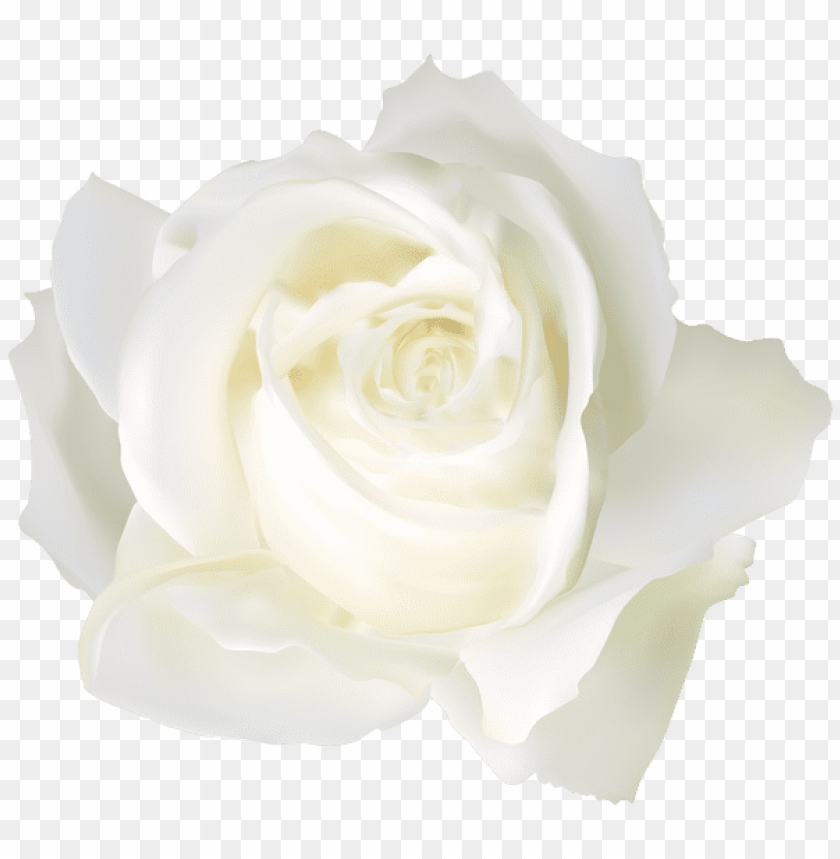 white rose