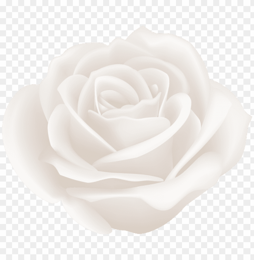 white rose