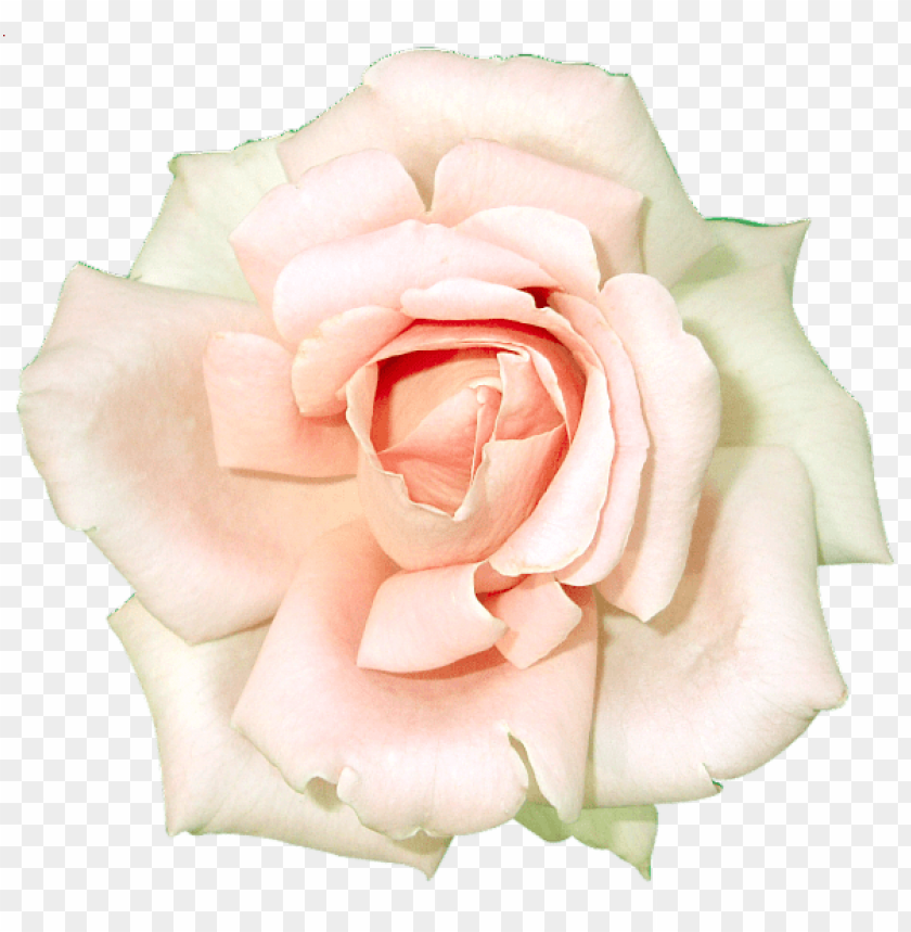 white rose