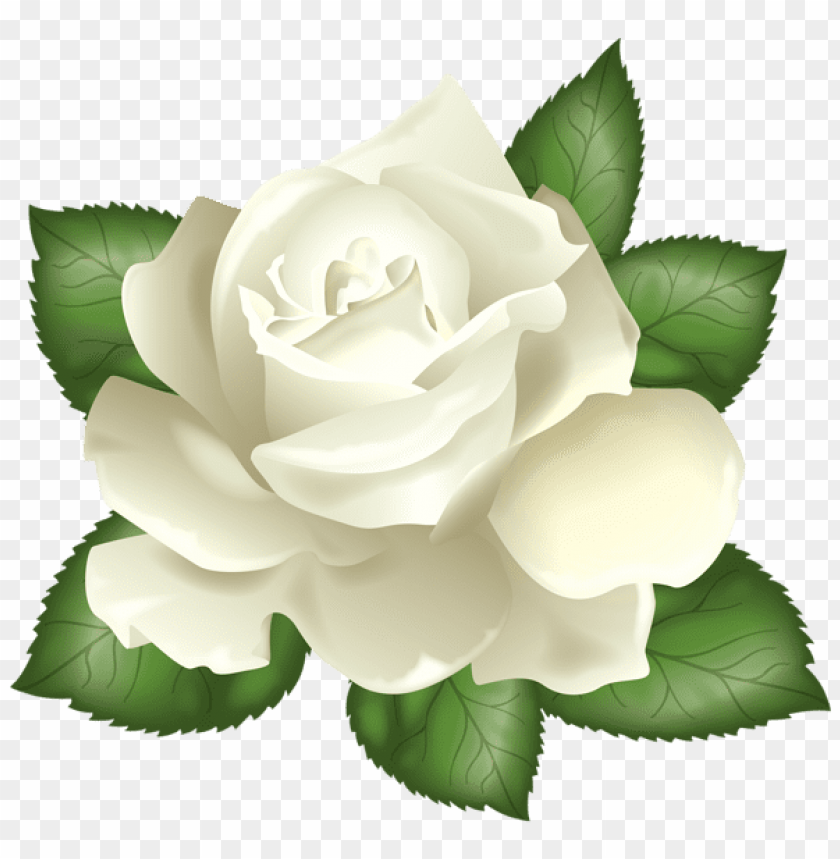 white rose picture