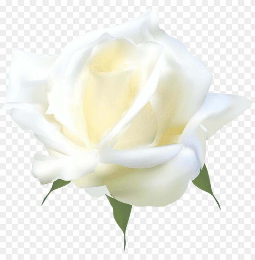 white rose png