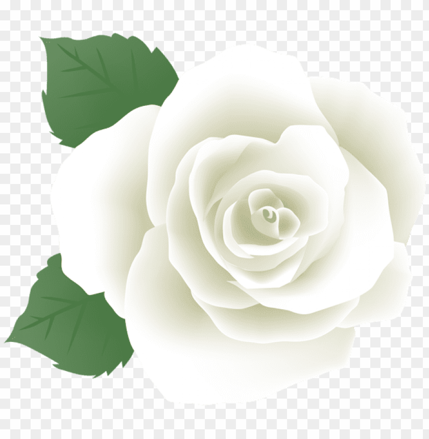 white rose png deco