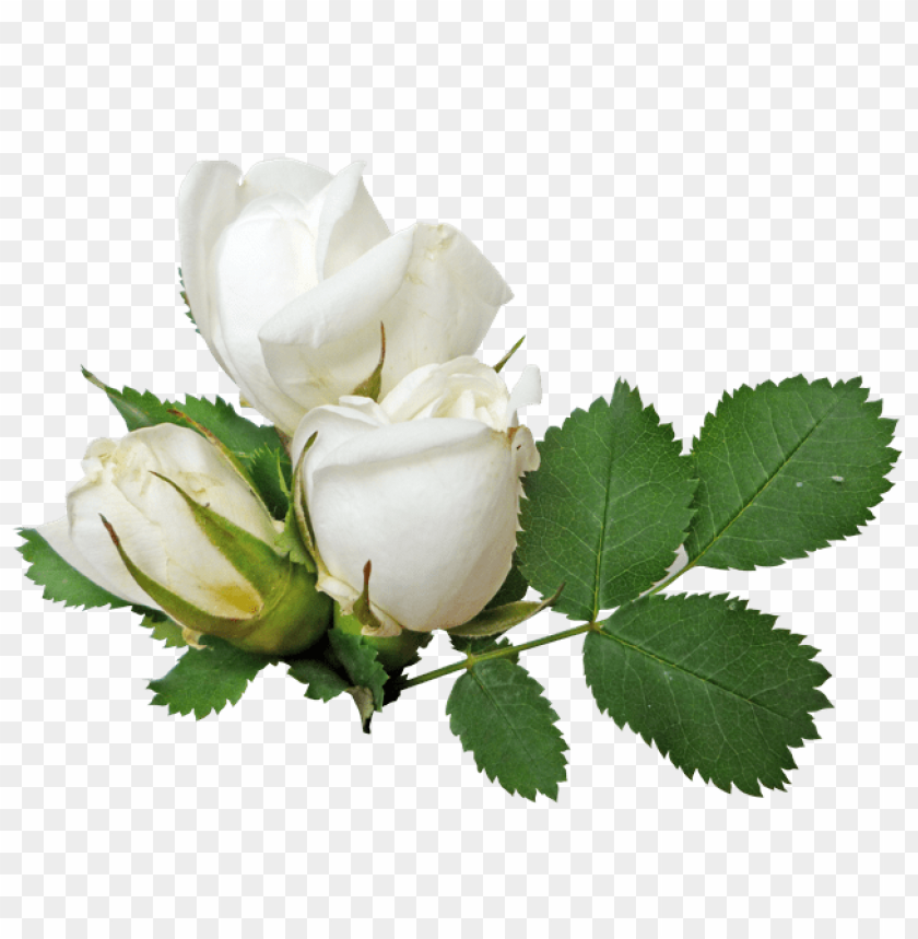 
white roses
, 
woody perennial flowering
, 
flower it bears
, 
flowers
