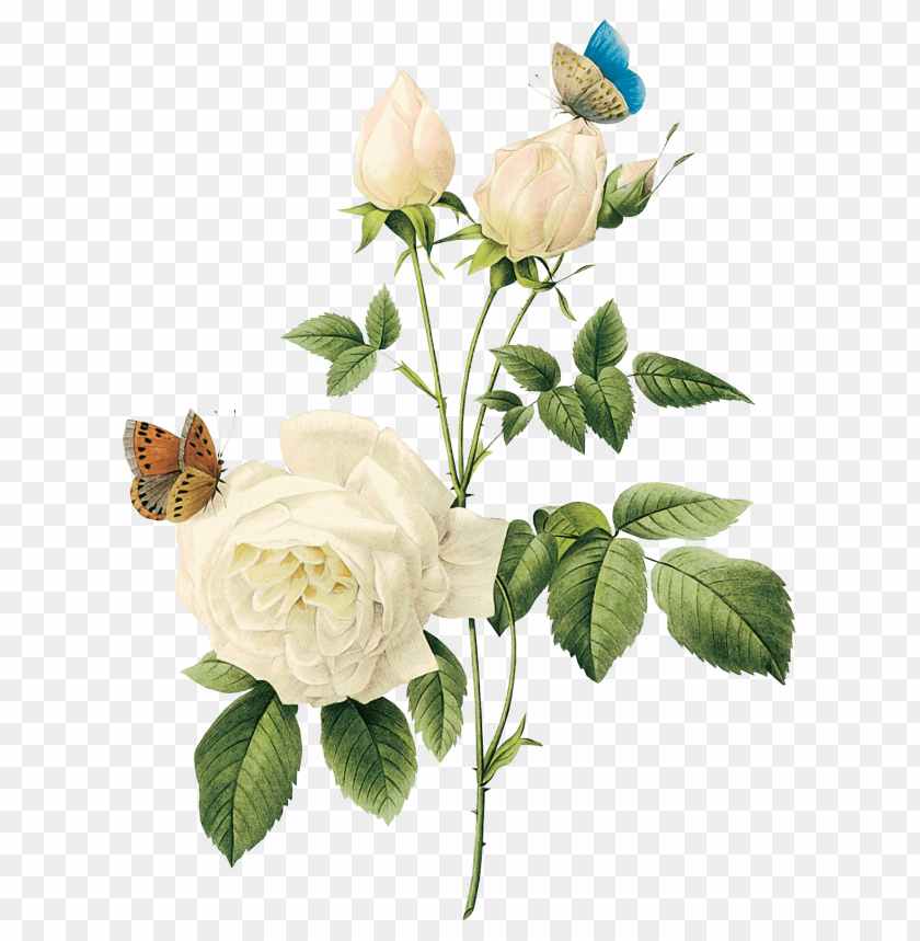 Flowers, Roses, Butterflies, Botanical Illustrations, Nature