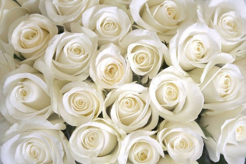 white roses, floral arrangement, fresh flowers, bouquet, nature, wedding flowers, garden roses