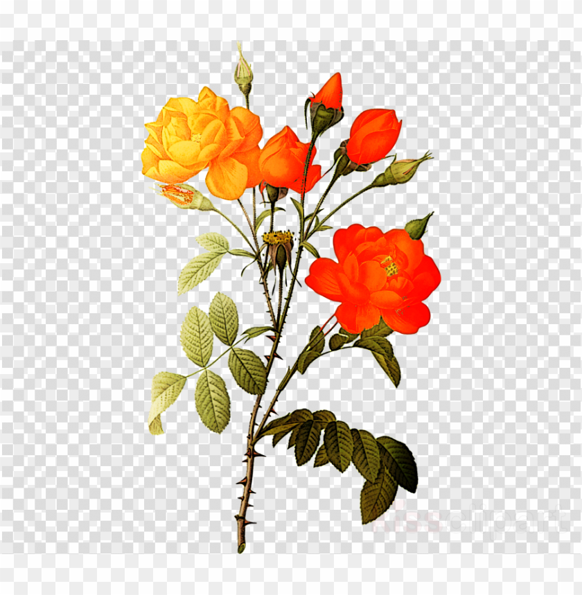 isolated, video, plants, screen, roses, television, flower vector