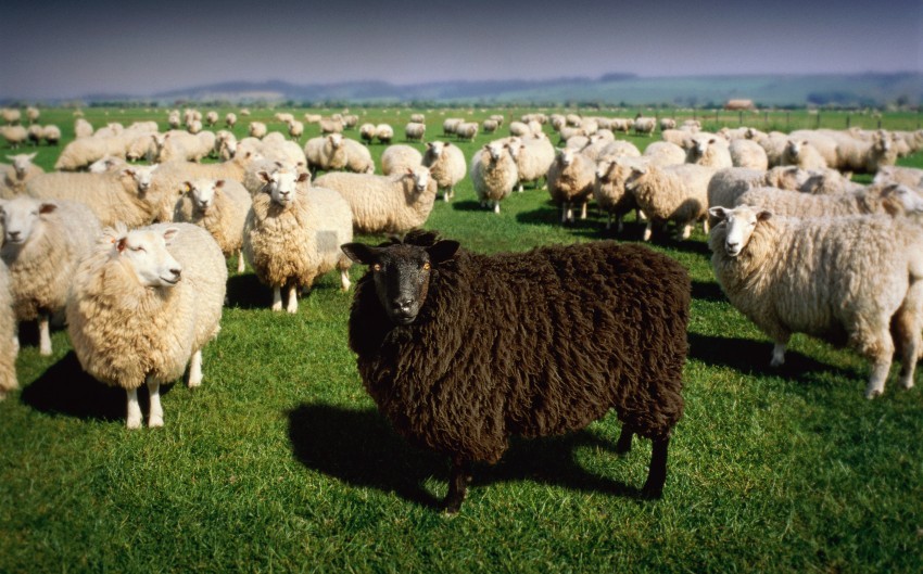 white sheep black sheep, blacks,white,sheep,whites,black,blacksheep