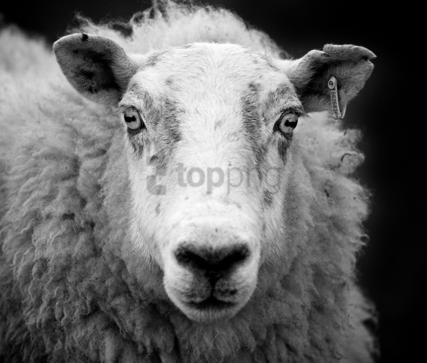 white sheep black sheep, blacks,white,sheep,whites,black,blacksheep