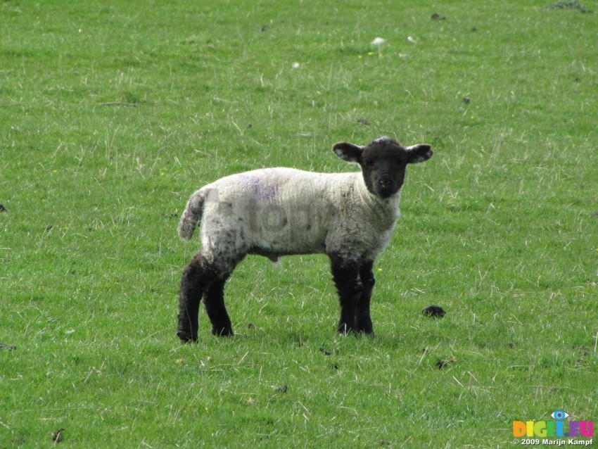 white sheep black sheep, blacks,white,sheep,whites,black,blacksheep