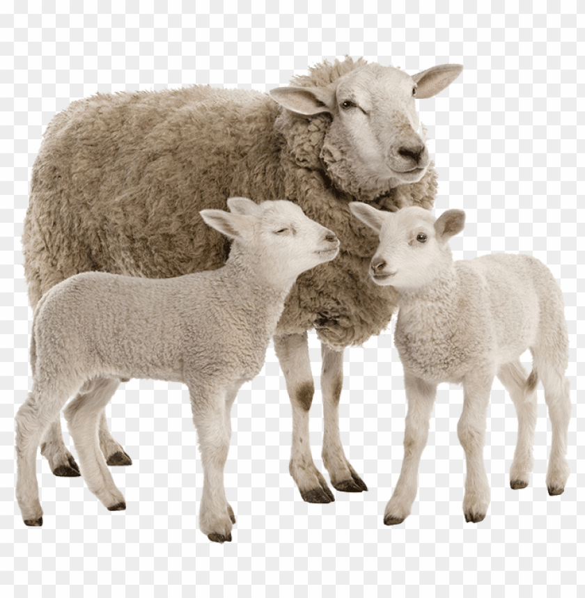 white sheep png, png,sheep,white,whites