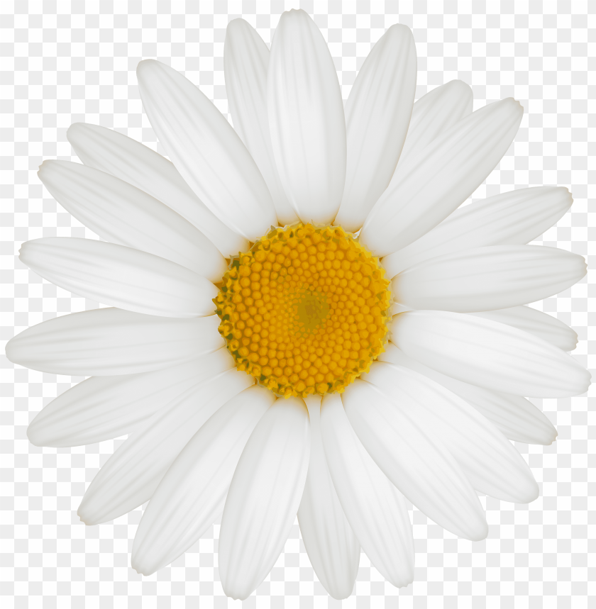 white sunflower png, white,whites,sunflower,png