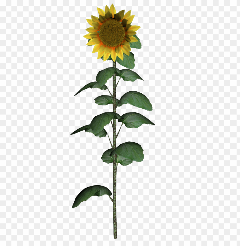 sunflower, yellow flower, green leaves, plant stem, botanical, garden flower, nature