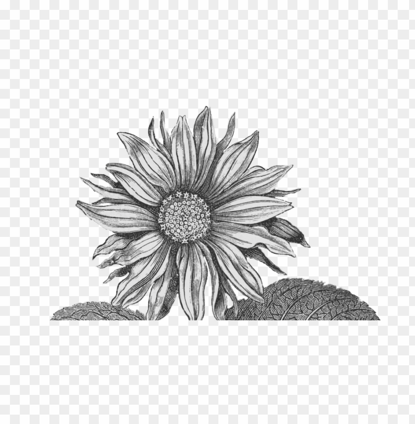 white sunflower png, png,sunflower,white,whites