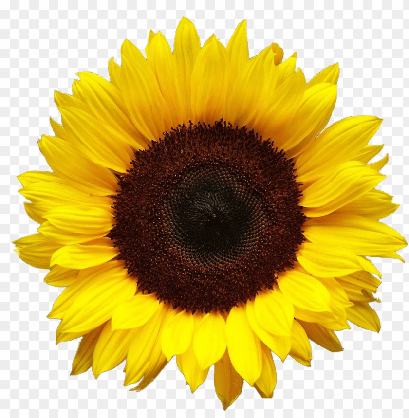 sunflower, yellow flower, plant, botanical, nature, floral, garden