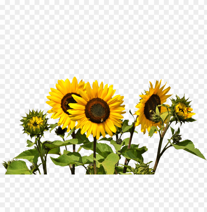 sunflower, yellow flower, garden plant, floral decoration, summer bloom, nature, vibrant petals